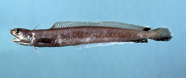 Enchelyopus cimbrius