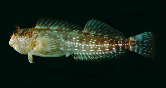 Entomacrodus corneliae