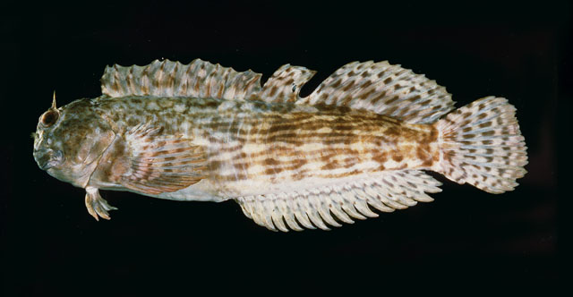 Entomacrodus decussatus