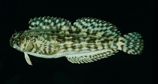 Entomacrodus decussatus