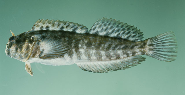 Entomacrodus marmoratus