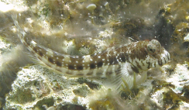 Entomacrodus nigricans