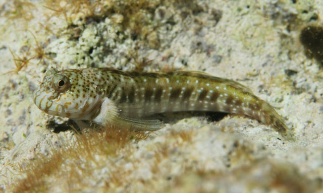 Entomacrodus nigricans