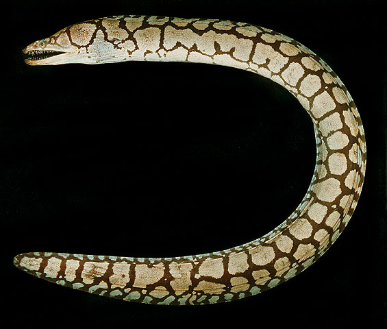 Enchelycore ramosa