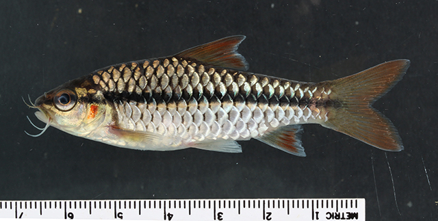 Enteromius rubrostigma