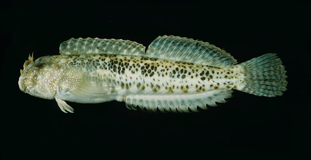 Entomacrodus striatus