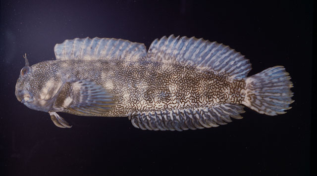 Entomacrodus vermiculatus