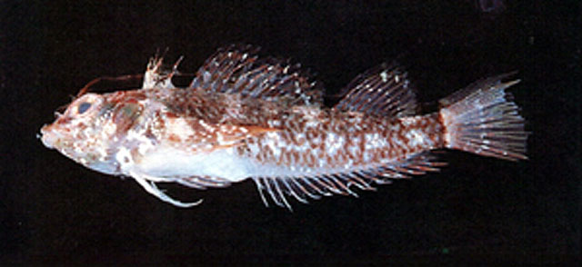 Enneapterygius vexillarius