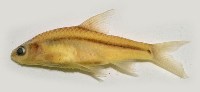Enteromius yongei