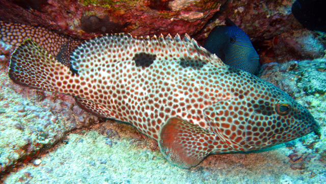 Epinephelus adscensionis