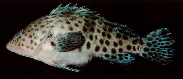 Epinephelus analogus