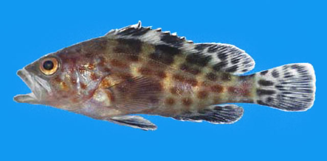 Epinephelus analogus