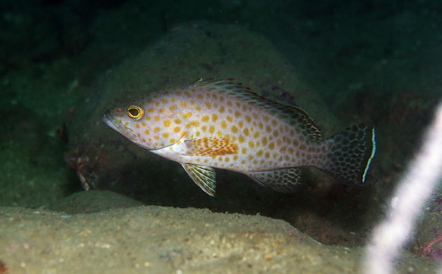 Epinephelus areolatus