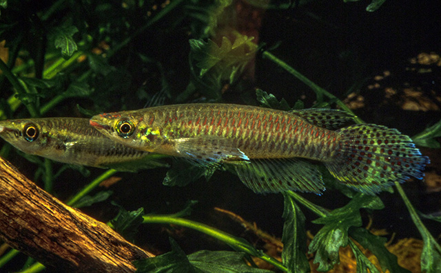 Epiplatys barmoiensis