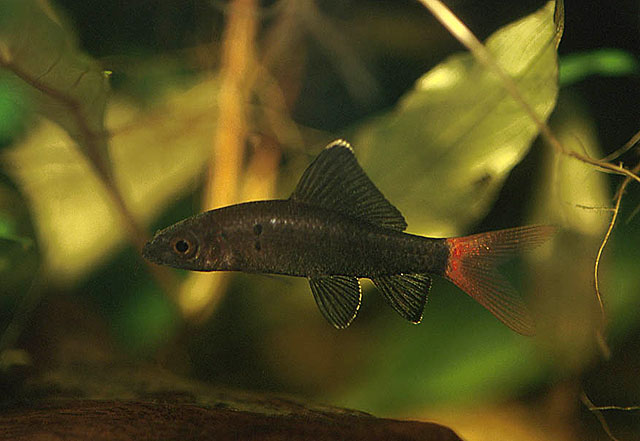 Epalzeorhynchos bicolor