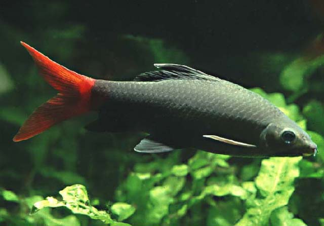 Epalzeorhynchos bicolor