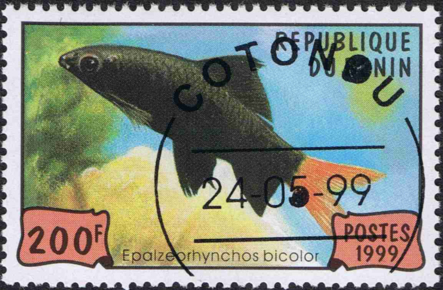 Epalzeorhynchos bicolor