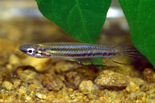 Epiplatys bifasciatus