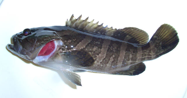 Epinephelus bruneus