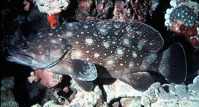 Epinephelus coeruleopunctatus