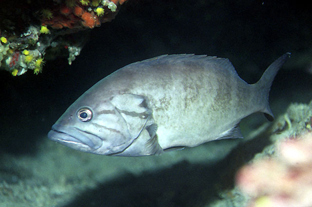 Epinephelus caninus