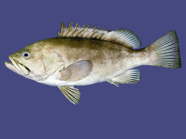 Hyporthodus chabaudi