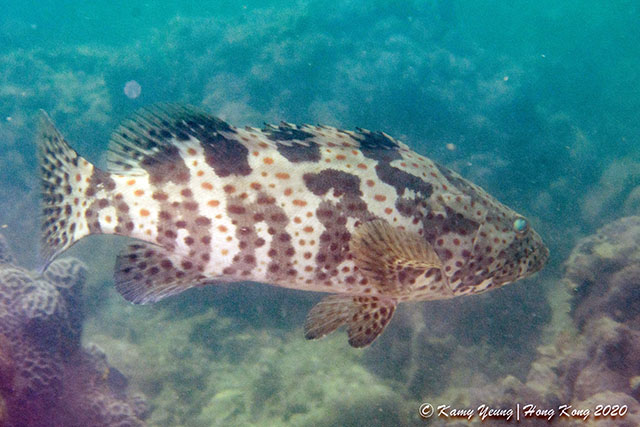 Epinephelus coioides