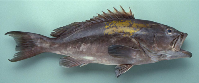 Epinephelus costae