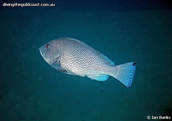 Epinephelus cyanopodus