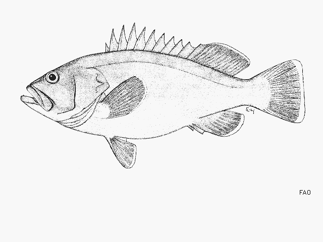 Hyporthodus ergastularius