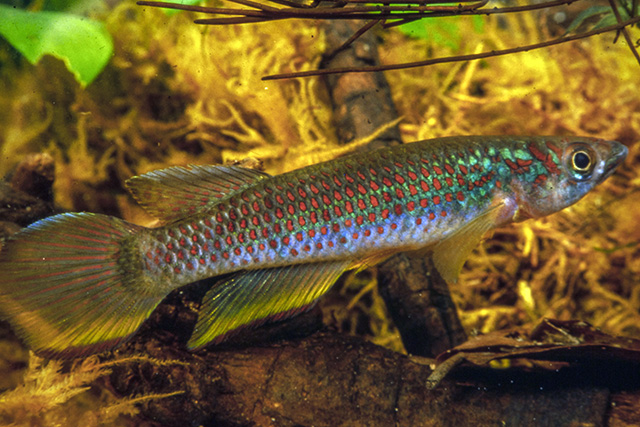 Epiplatys esekanus