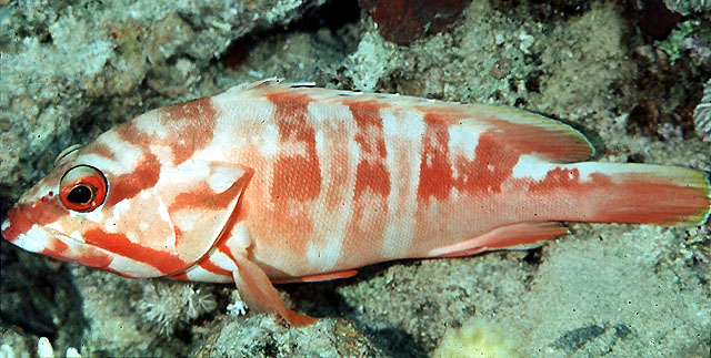 Epinephelus fasciatus