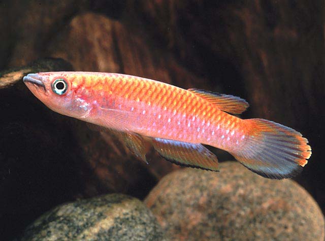 Epiplatys fasciolatus