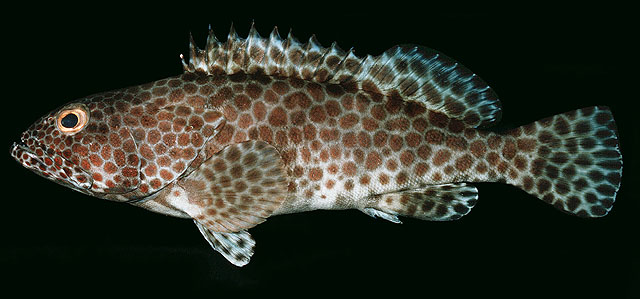 Epinephelus faveatus