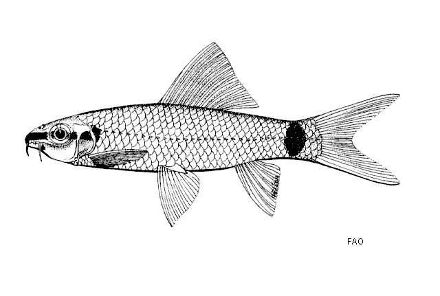 Epalzeorhynchos frenatum