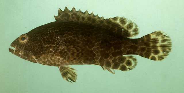 Epinephelus fuscoguttatus