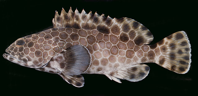 Epinephelus macrospilos