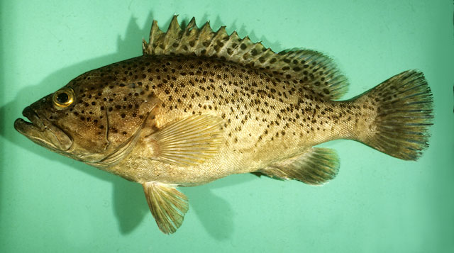 Epinephelus magniscuttis