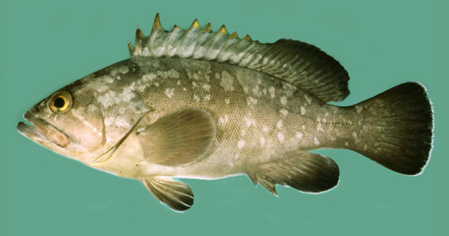 Epinephelus marginatus