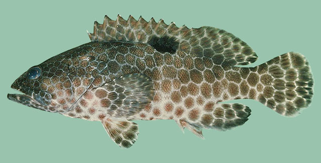 Epinephelus melanostigma