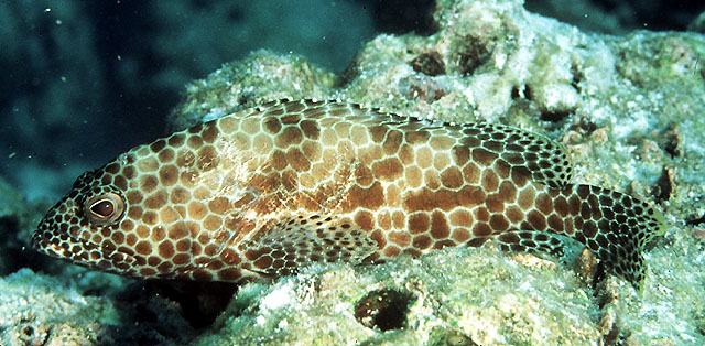 Epinephelus merra