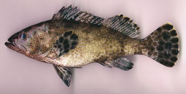 Epinephelus miliaris