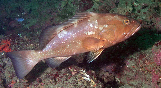 Epinephelus morio