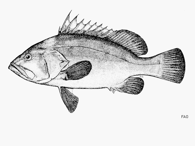 Hyporthodus nigritus