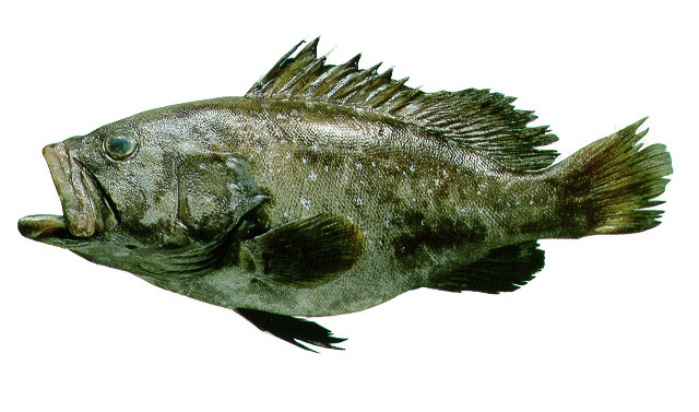 Hyporthodus nigritus