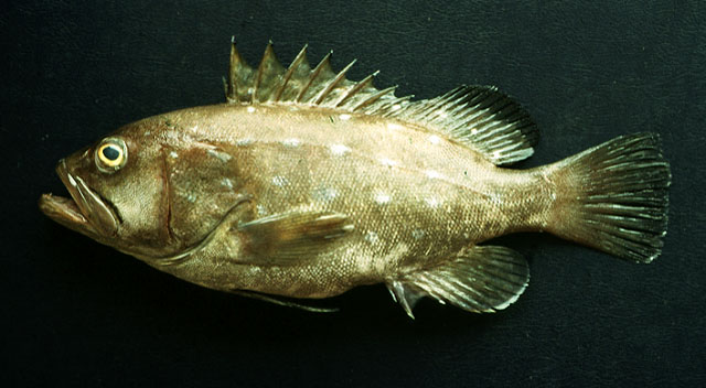 Hyporthodus niphobles