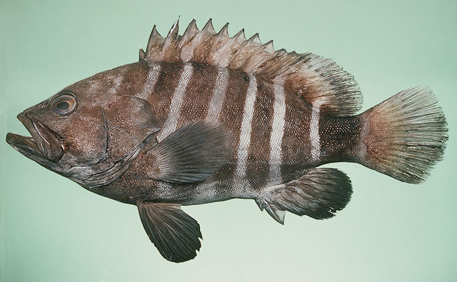 Hyporthodus octofasciatus