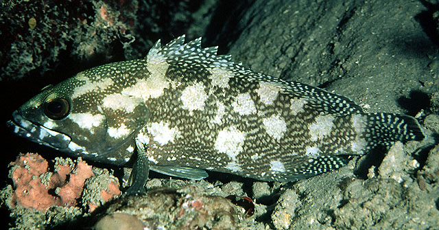 Epinephelus ongus