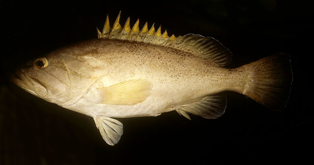 Epinephelus poecilonotus