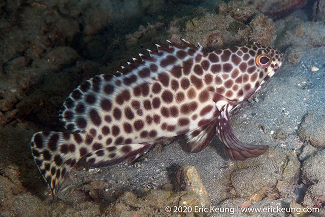 Epinephelus quoyanus